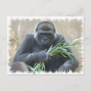 Silverback Gorilla Postcard Vykort