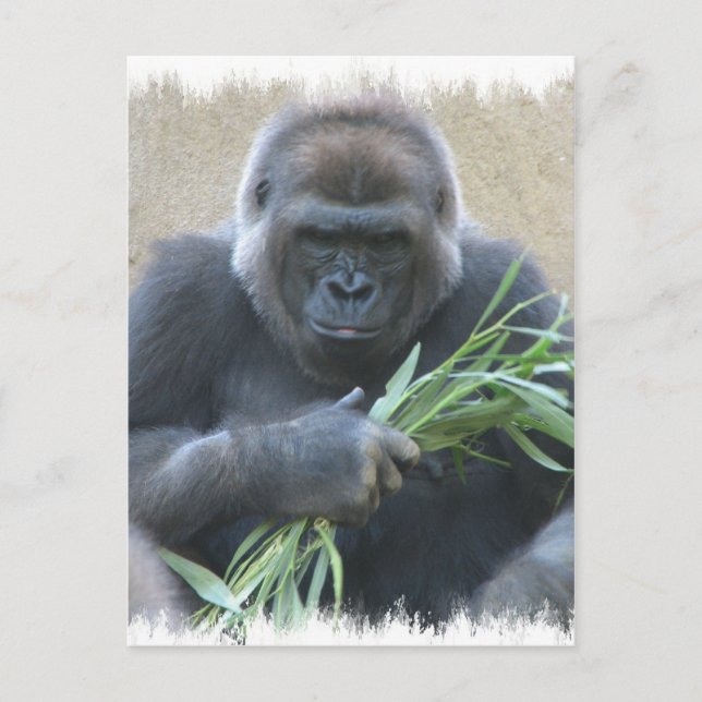 Silverback Gorilla Postcard Vykort (Framsida)