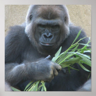 Silverback Gorilla Poster Skriv ut