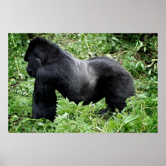 Silverback gorilla poster utskrift (Framsidan)