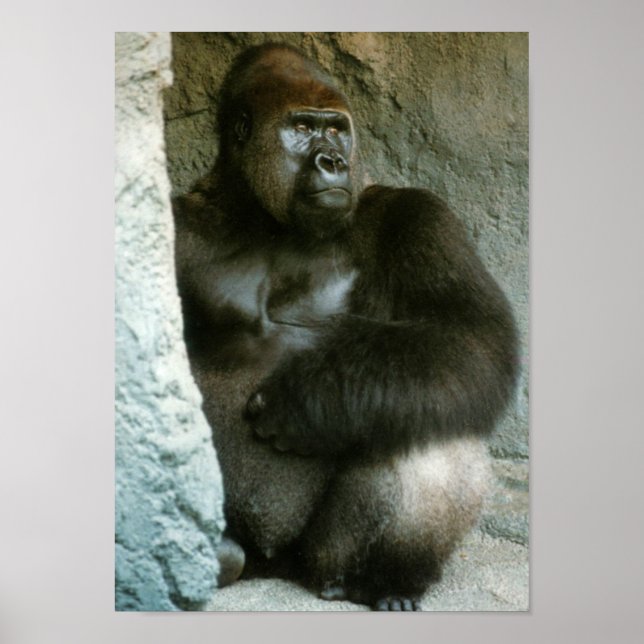 Silverback Gorilla Print Poster (Framsidan)