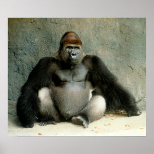Silverback Gorilla Print Poster