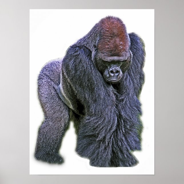Silverback Gorilla, Vit rygg (g2p2) Poster (Framsidan)
