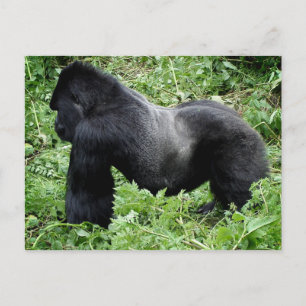 Silverback gorilla vycard vykort