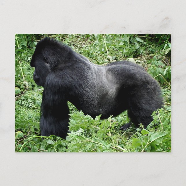 Silverback gorilla vycard vykort (Framsida)
