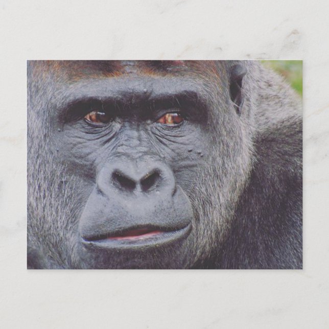 silverback gorilla vykort (Framsida)