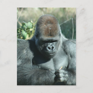Silverback Gorilla Vykort
