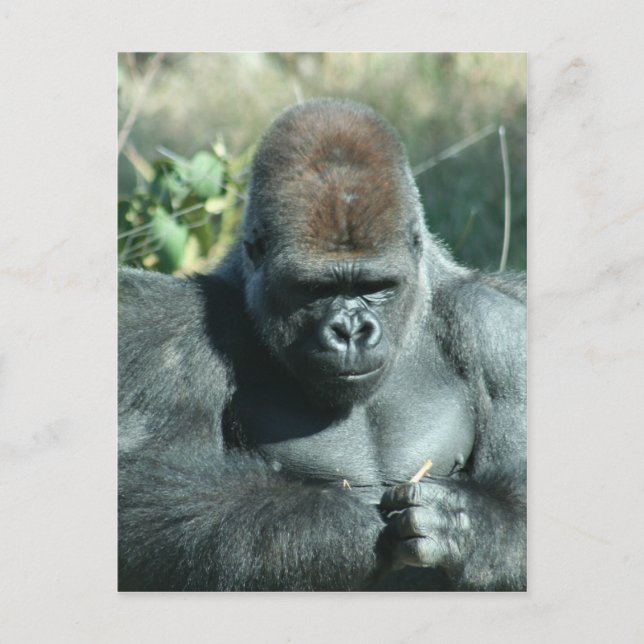 Silverback Gorilla Vykort (Framsida)