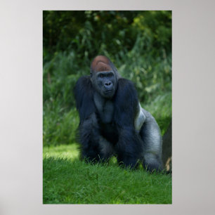Silverback Gorillas ställning Poster