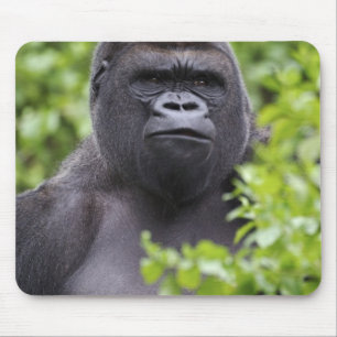 Silverback Låglands Gorilla, Gorilla gorilla, Musmatta