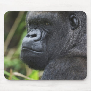 Silverback Låglands Gorilla, Gorilla I Fångenskap Musmatta