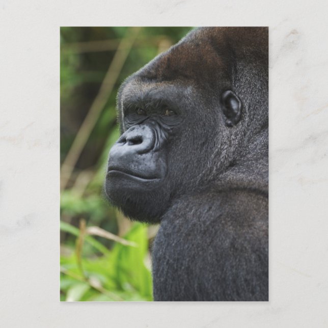 Silverback Låglands Gorilla, Gorilla I Fångenskap Vykort (Framsida)