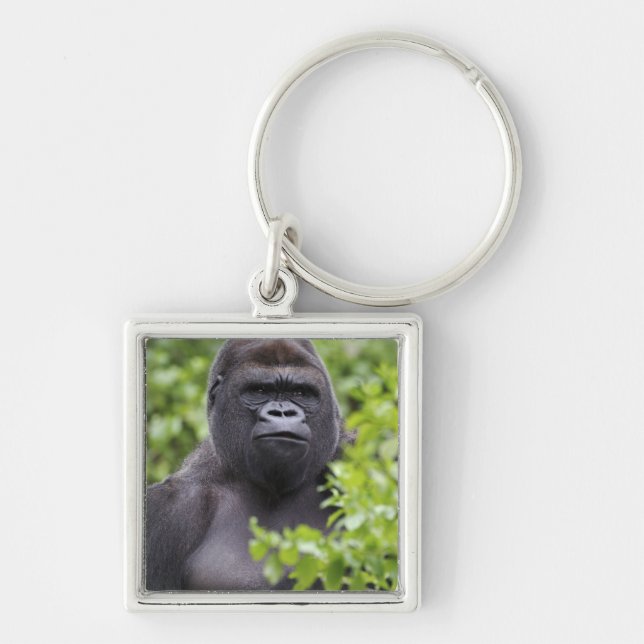 Silverback Låglandsgorilla, Gorilla gorilla, Fyrkantig Silverfärgad Nyckelring (Framsidan)
