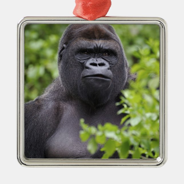 Silverback Låglandsgorilla, Gorilla gorilla, Julgransprydnad Metall (Framsidan)