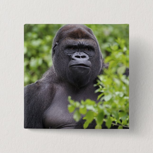 Silverback Låglandsgorilla, Gorilla gorilla, Knapp (Framsida)