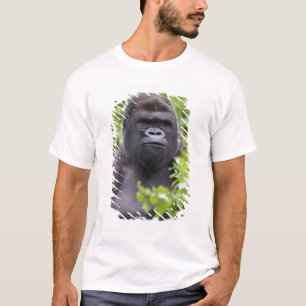 Silverback Låglandsgorilla, Gorilla gorilla, Tee