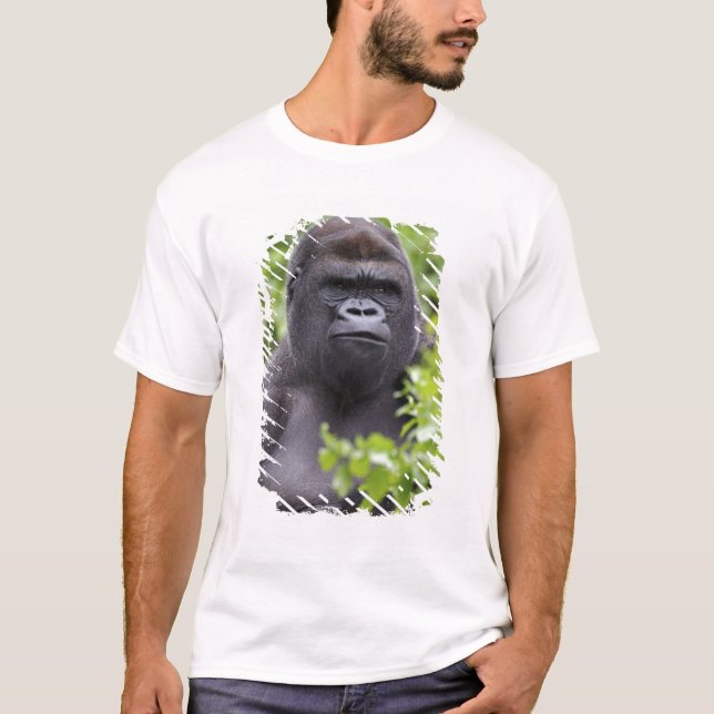 Silverback Låglandsgorilla, Gorilla gorilla, Tee (Framsida)