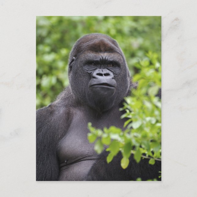 Silverback Låglandsgorilla, Gorilla gorilla, Vykort (Framsida)