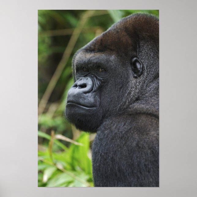 Silverback låglandsgorilla, gorilla i fångenskap poster (Framsidan)