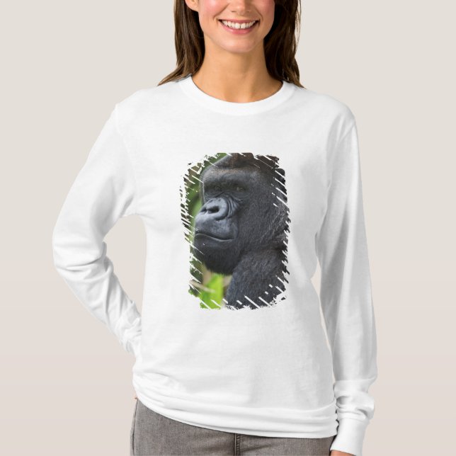 Silverback Lowland Gorilla, Gorilla Captive T-shirt (Framsida)