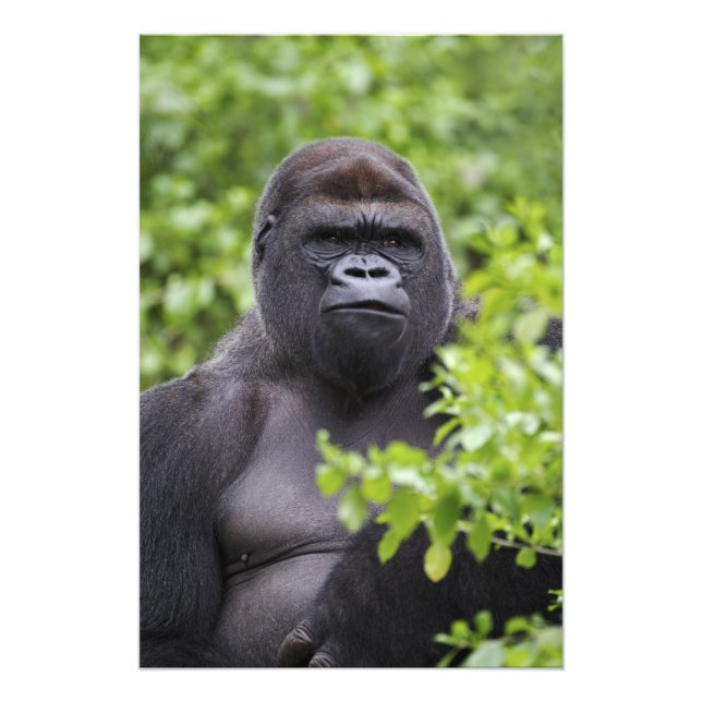 Silverback Lowland Gorilla, Gorilla gorilla, Fototryck (Framsidan)