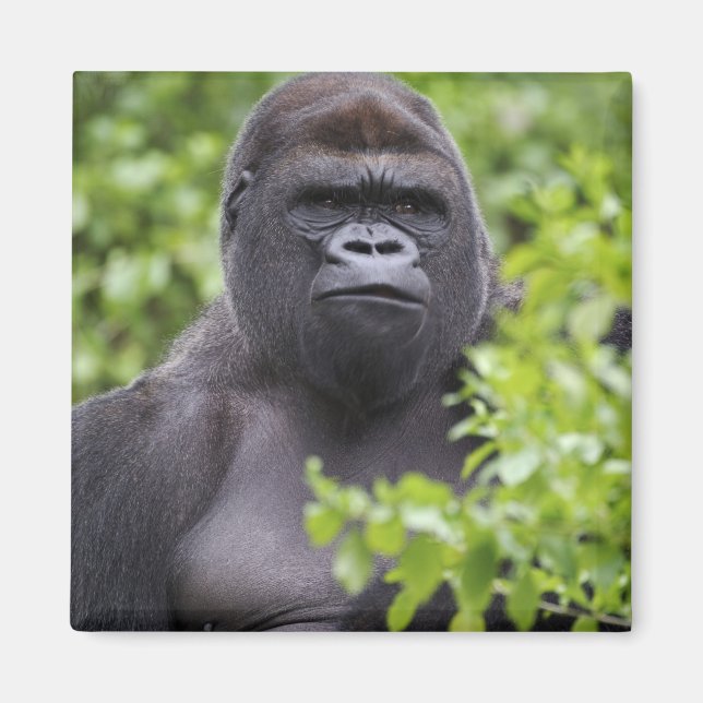 Silverback Lowland Gorilla, Gorilla gorilla, Magnet (Framsidan)