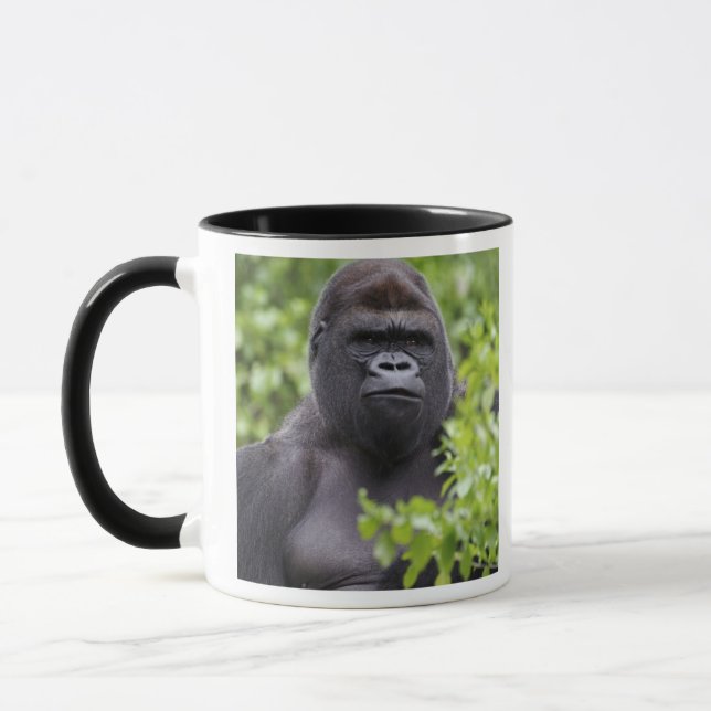 Silverback Lowland Gorilla, Gorilla gorilla, Mugg (Vänster)