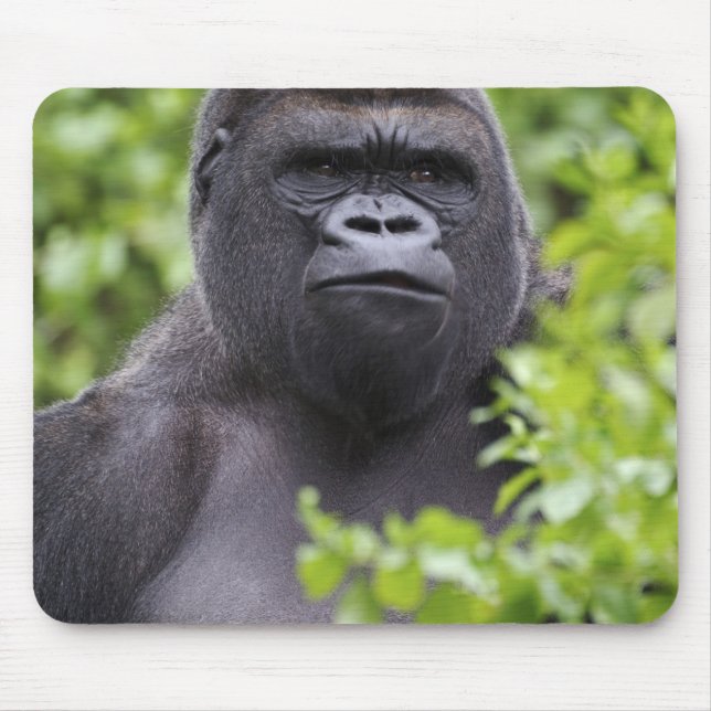 Silverback Lowland Gorilla, Gorilla gorilla, Musmatta (Framsidan)