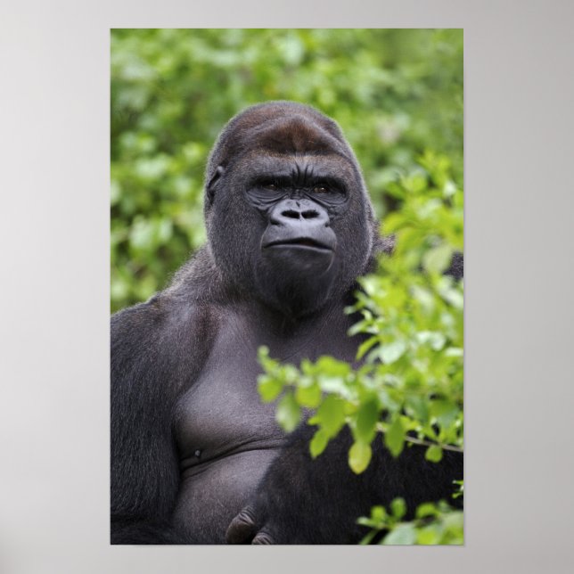 Silverback Lowland Gorilla, Gorilla gorilla, Poster (Framsidan)