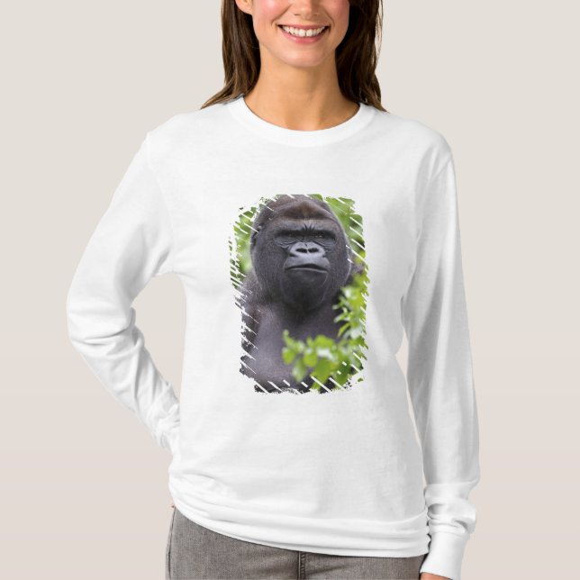 Silverback Lowland Gorilla, Gorilla gorilla, T Shirt (Framsida)