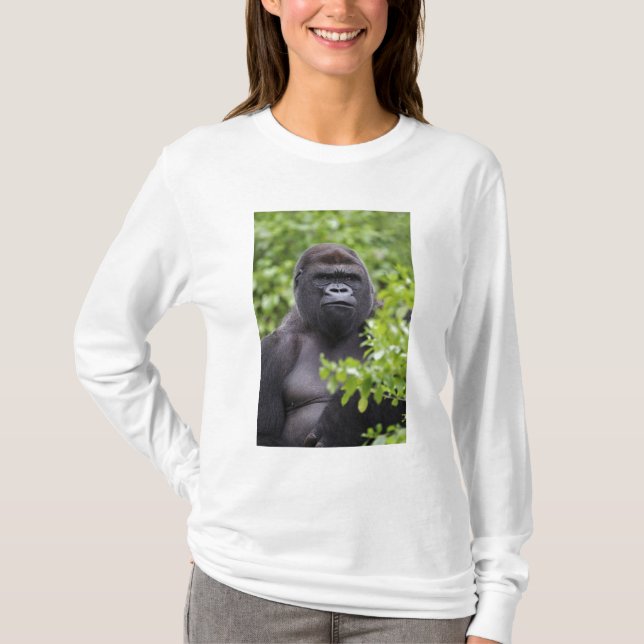 Silverback Lowland Gorilla, Gorilla gorilla, T Shirt (Framsida)