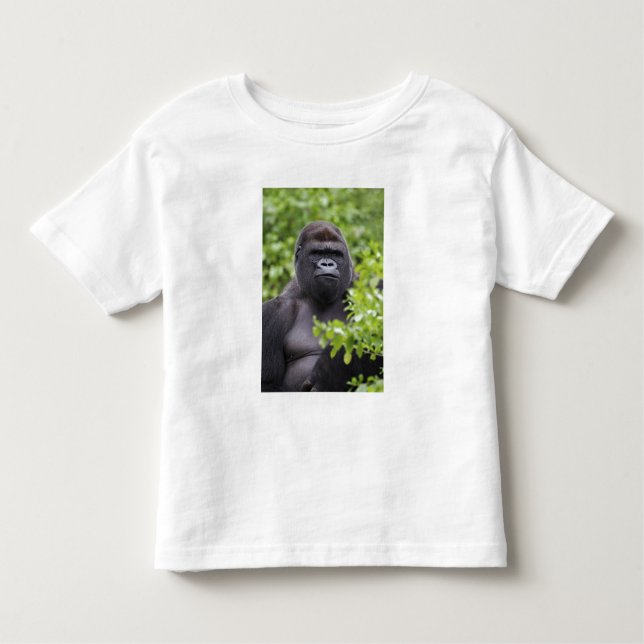 Silverback Lowland Gorilla, Gorilla gorilla, T Shirt (Framsida)