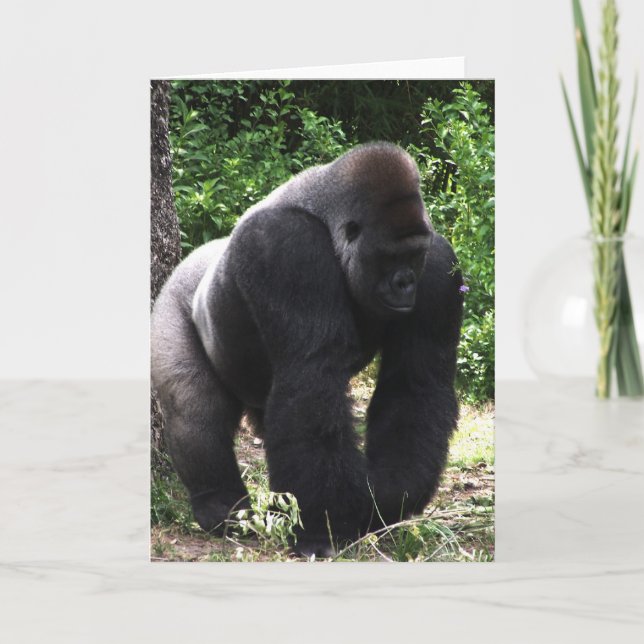 Silverback Male Gorilla promut.jpg Kort (Framsida)