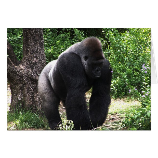 Silverback Male Gorilla promut.jpg OBS Kort (Framsidan Horizontal)