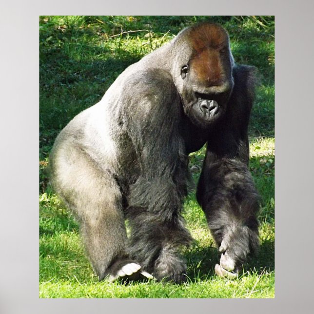 Silverback Male Lowland Gorilla står upp Poster (Framsidan)