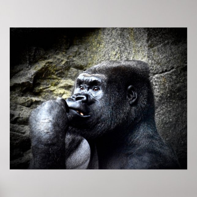 Silverback Mountain Gorilla Thinking Poster (Framsidan)