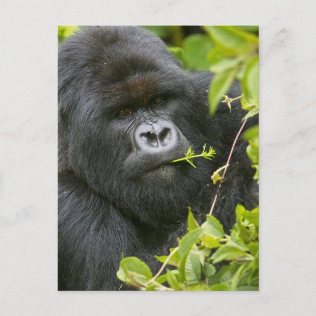 Silverback Mountain Gorilla Vykort (Framsida)