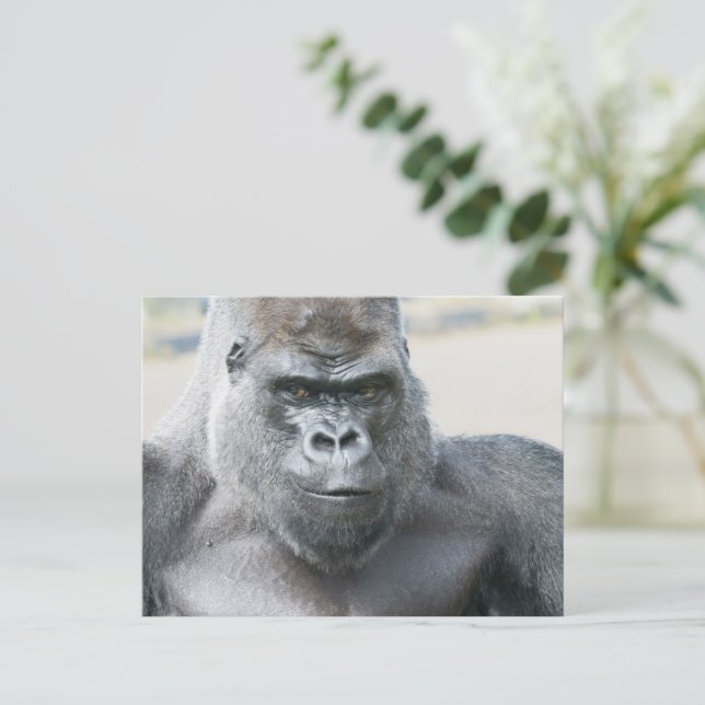 Silverback Oförglömlig närvaro Vykort (Stående Fram)