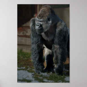 Silverback på en Kall dag Poster
