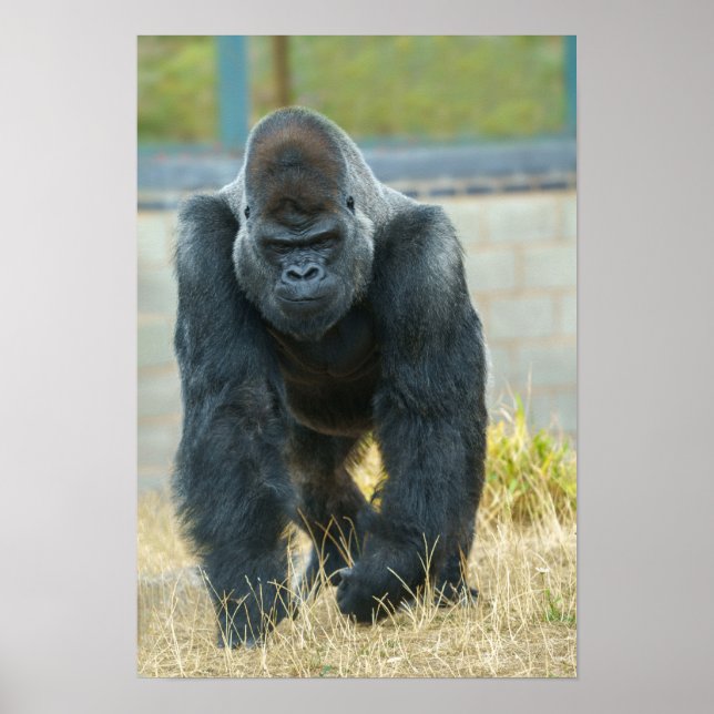 Silverback på gång poster (Framsidan)