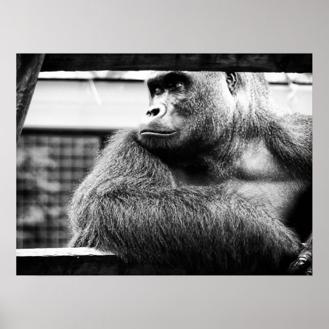 Silverback Poster (Framsidan)