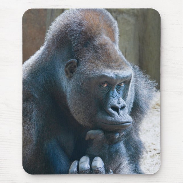 Silverback som slår en pose musmatta (Framsidan)