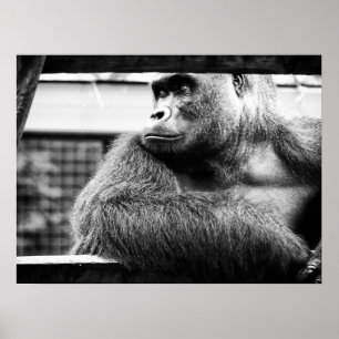 Silverbackaffisch Poster
