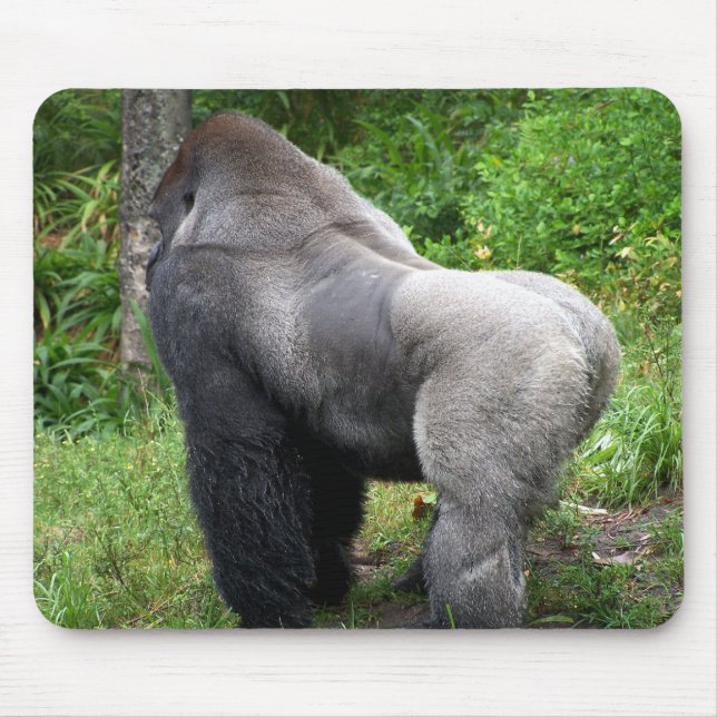 Silverbackgorilla Musmatta (Framsidan)