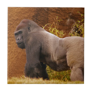 Silverbackgorillafotoet belägger med tegel kakelplatta