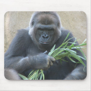 Silverbackgorillamusen vadderar musmatta