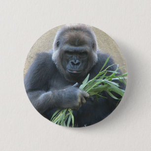 Silverbackgorillan knäppas knapp