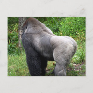 Silverbackgorillavykort Vykort
