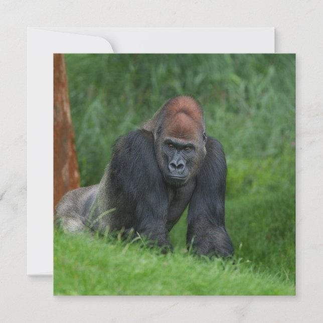 Silverback's Serene Realm (Framsida)