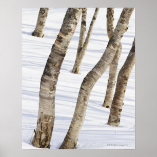 Silverbjörkträd i snöig landskap poster